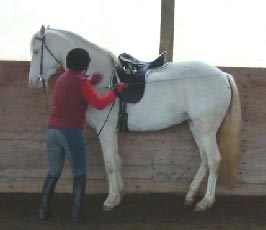 Pearl getting a pat for her in-hand work - copyright Marji Armstrong